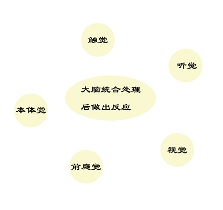 感觉统合示意图