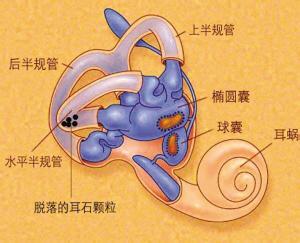 前庭